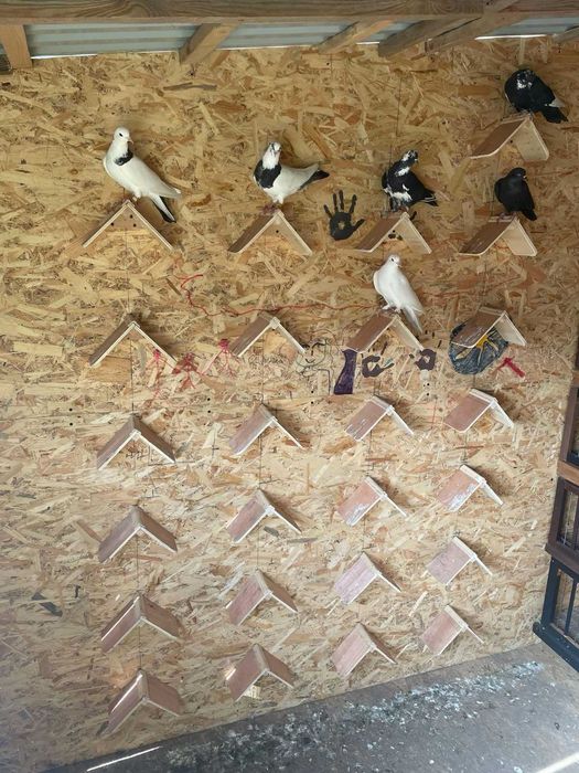 Гудівниці, переноски,насісти для голубів!!!