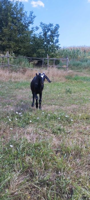 Козюха англонуьійка