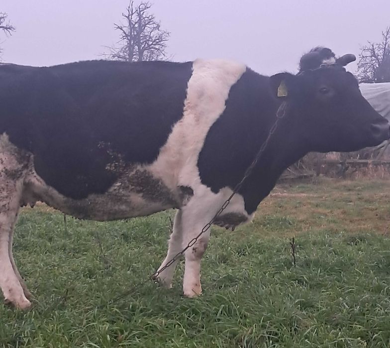 Krowa  cielna lokalizacja  Tomisławice