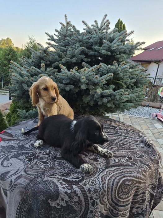 Suczka Cocker spaniel sprzedam