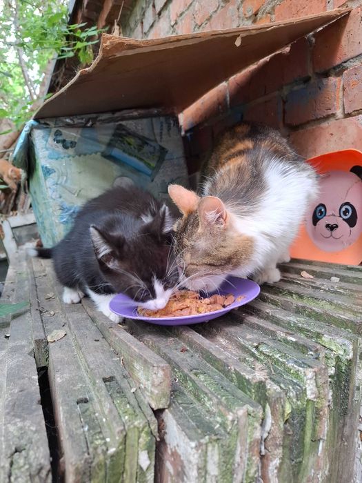 Котята в счастливые семьи