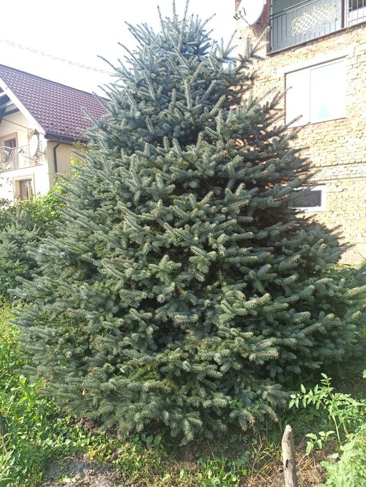 Продається Ялинка Голуба