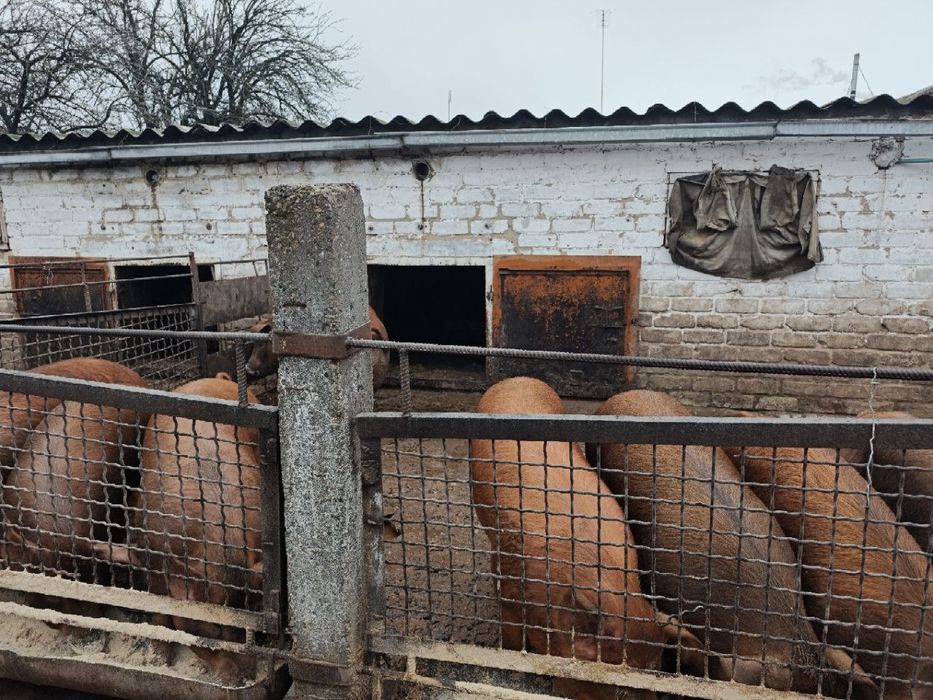 Терміново продам свиней живою вагою