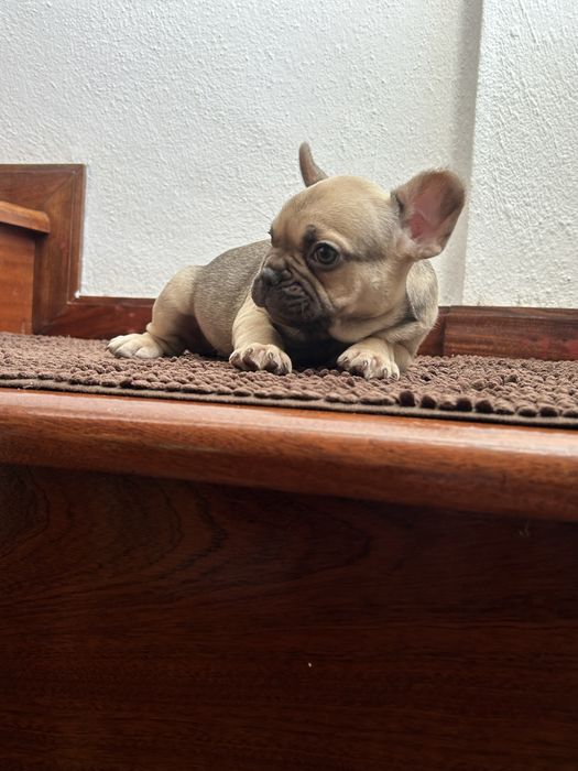 Bulldog frances fêmea