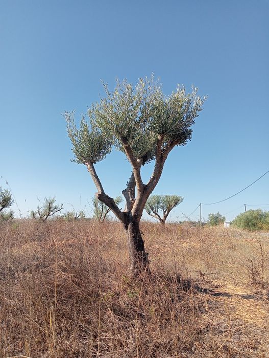 Oliveiras para jardim ou vaso