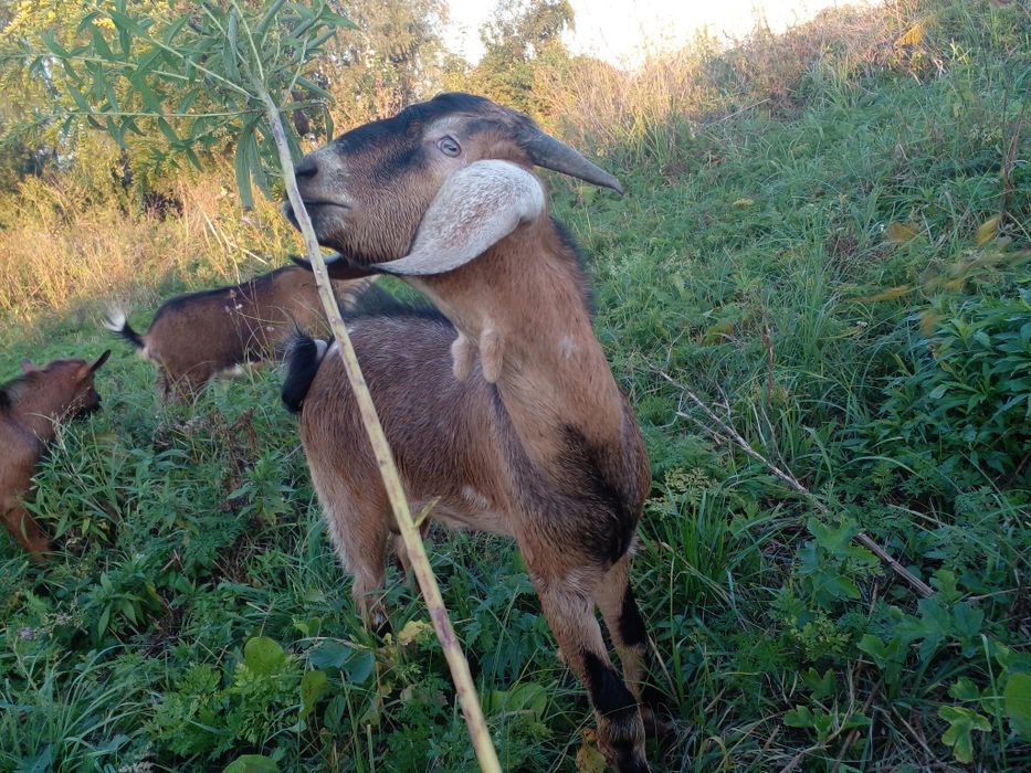 Коза молода погуляна