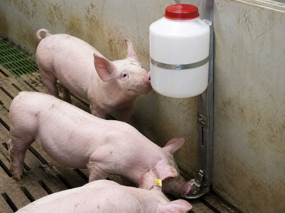 Poidło automatyczne ze zbiornikiem dla prosiąt 5 l