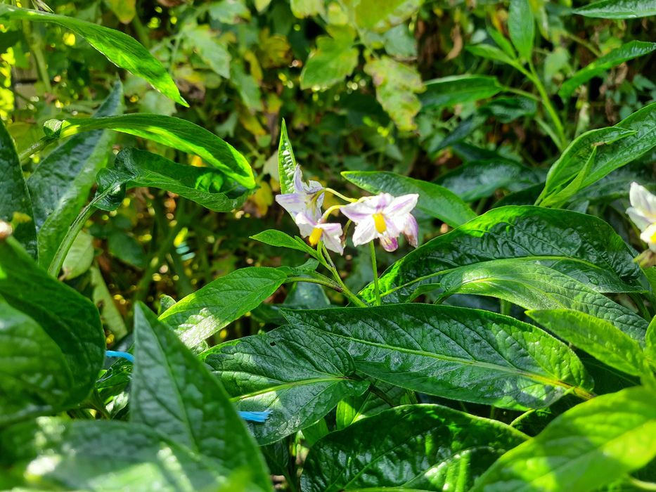 Пепіно Рамзес насіння 15 шт.