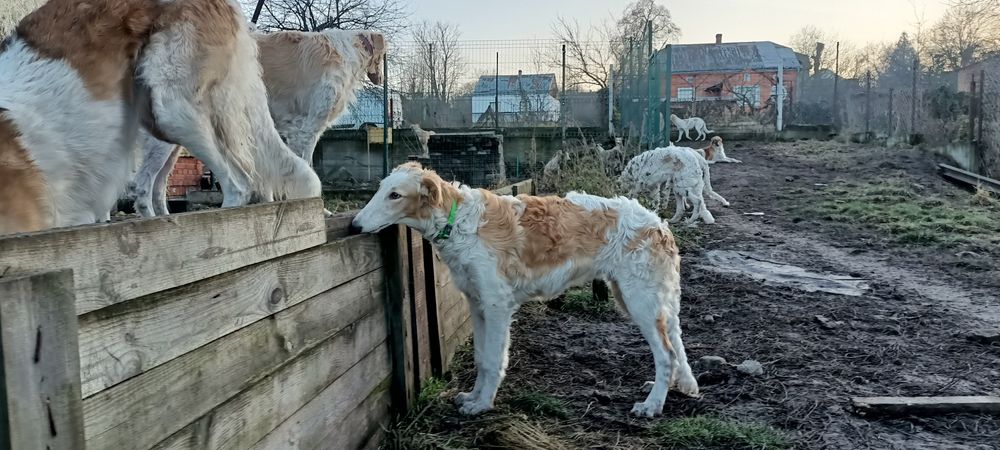 Борзые Щенки от импортных родителей
