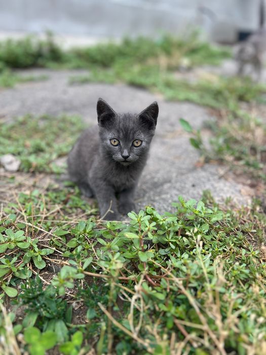 Кошенята від британської висловухої кішечки