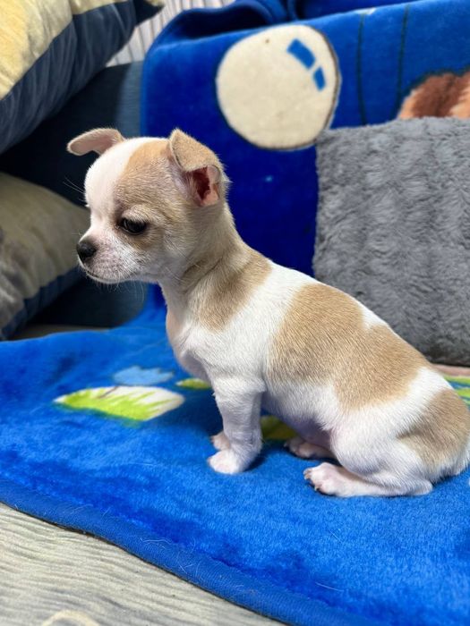 Продам цуценя чихуахуа