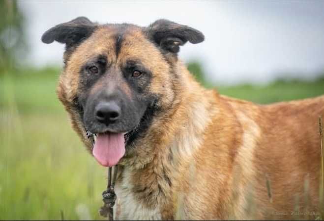 FOKUS duży pies o gołębim sercu