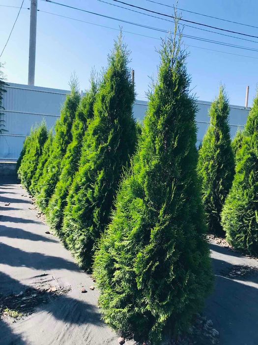 РОЗПРОДАЖ! Туя Смарагд, Ялівець  Скай-Рокет, Кипарисовик Лавсона