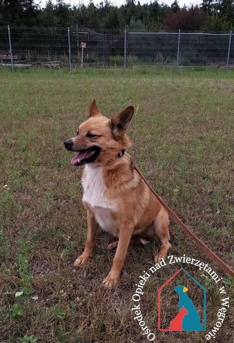 Sunia Ola szuka domu