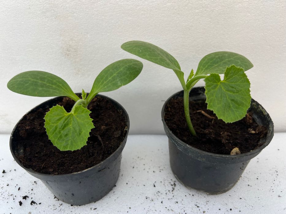 Sadzonka cukinii