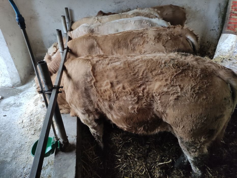 Byczki Blonde d'aquitaine