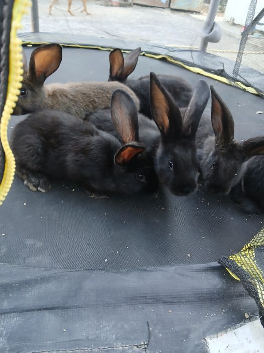 Продам свійських  кроликів