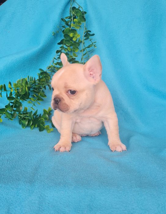 Excelente menina Bulldog/Bouledogue Francês de Qualidade
