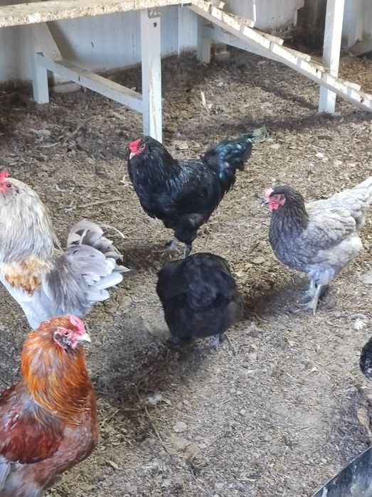 Пасхальні кольорові яйця мікс