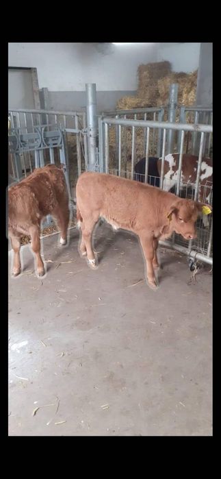 Sprzedam cielęta polskie transport gratis