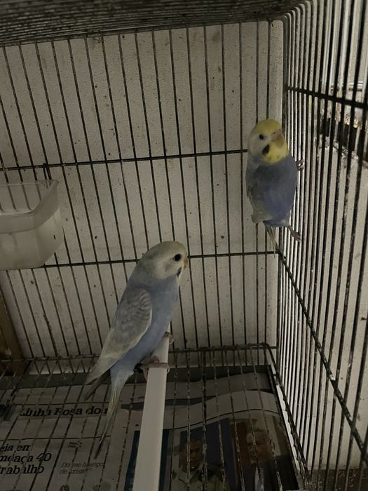 Casal periquitos arco iris original