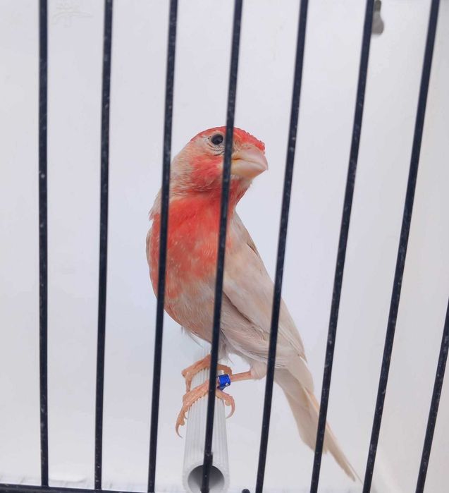 Carpodacus mexicanos de mutação