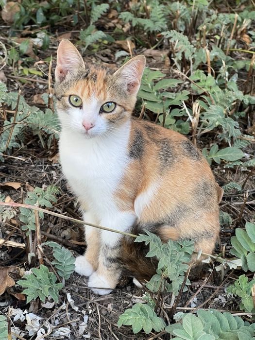 Котики 3 місяці (2 дівчинки та хлопчик)