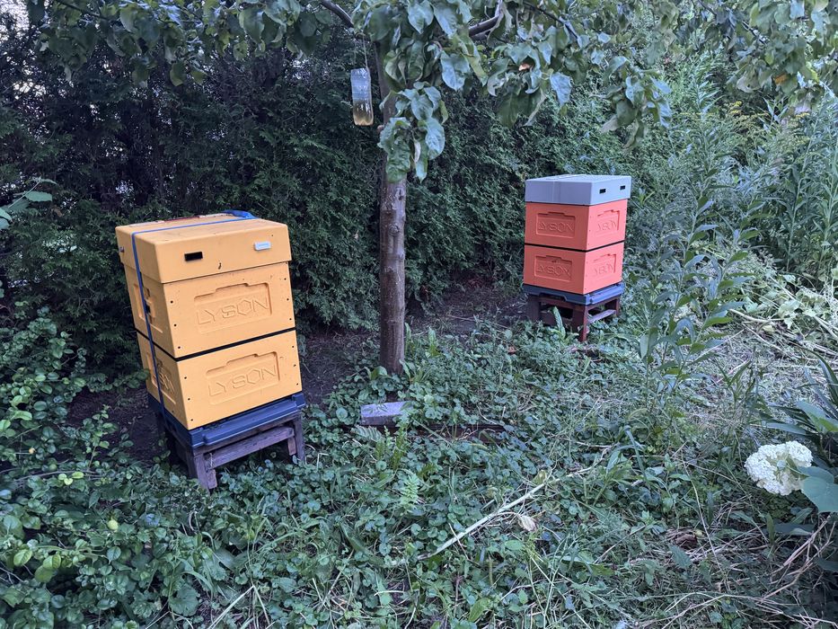 Sprzedam 4 ule wielkopolskie Łysoń z pszczołami