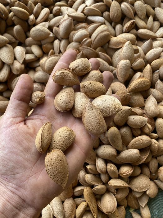 Amendoa c casca…………………………………………..