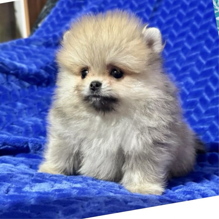 #Wow!Ляльковий міні ведмедик ! Дуже гарний !