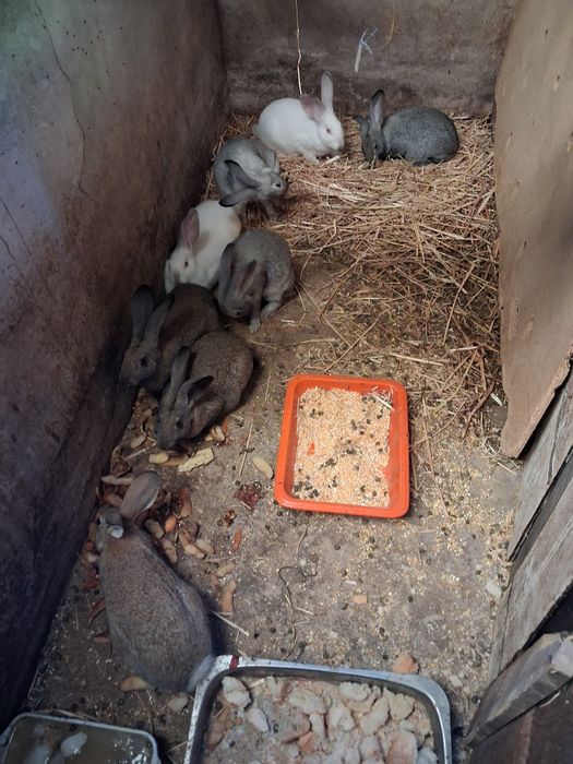 Vendo galos e coelhos