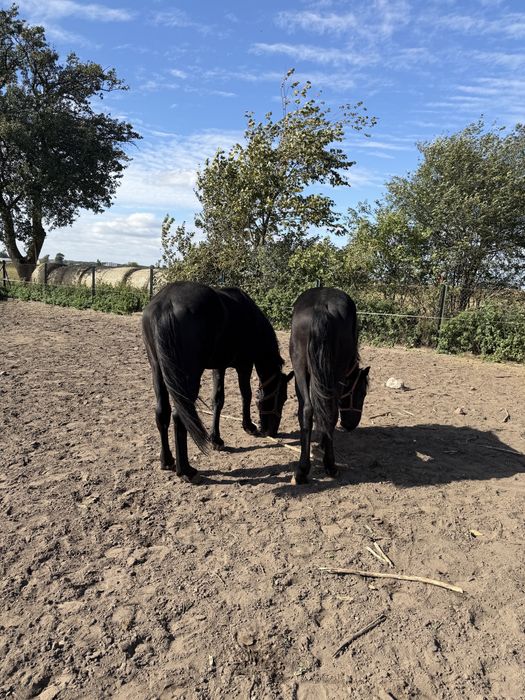 Sprzedam Dwa Ogierki Śląskie