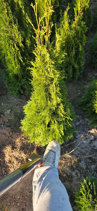 *Tuje*Szmaragd*gęste*piękne*