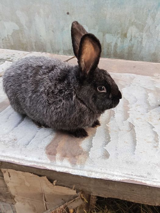 Продам кролів молодняк