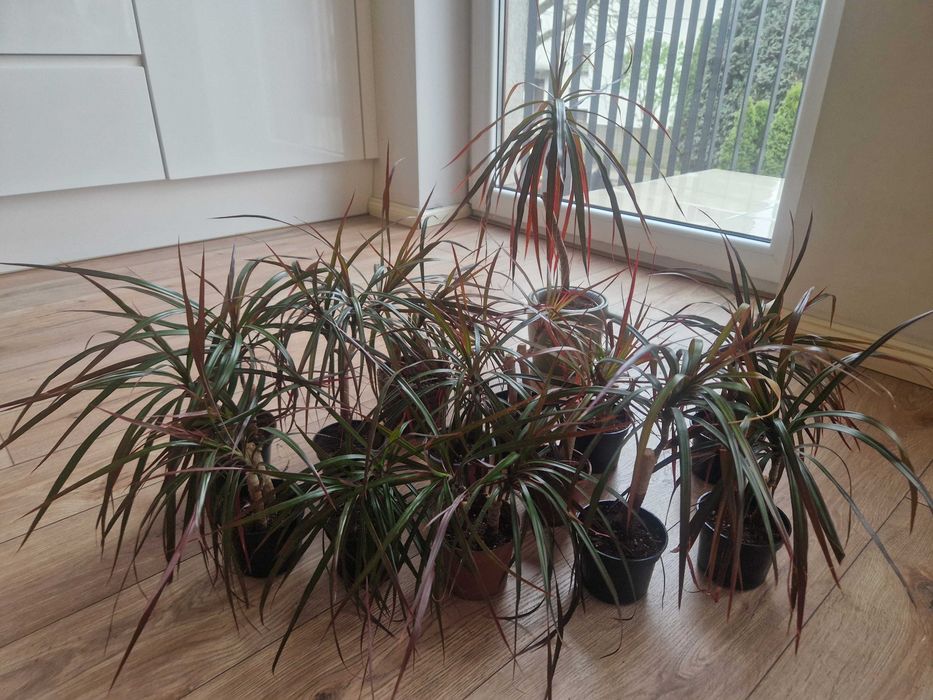 Dracena mała sadzonka