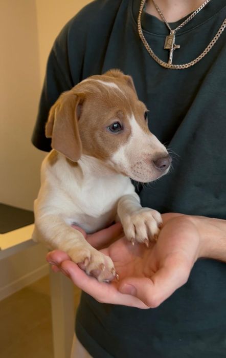 Jack Russell Terrier