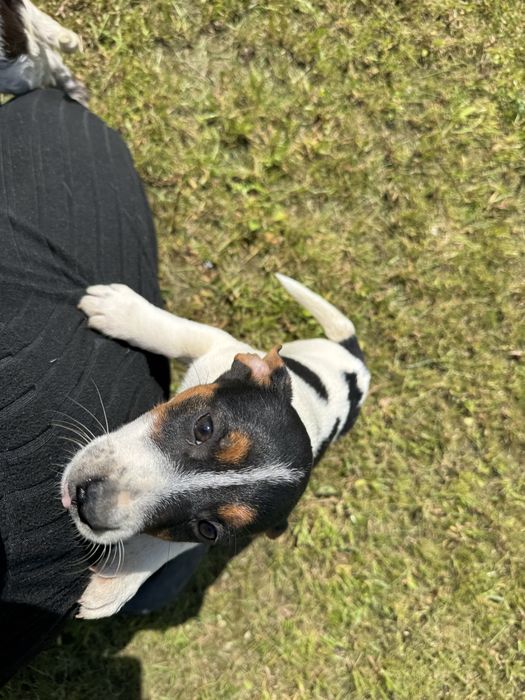 Jack russell terrier