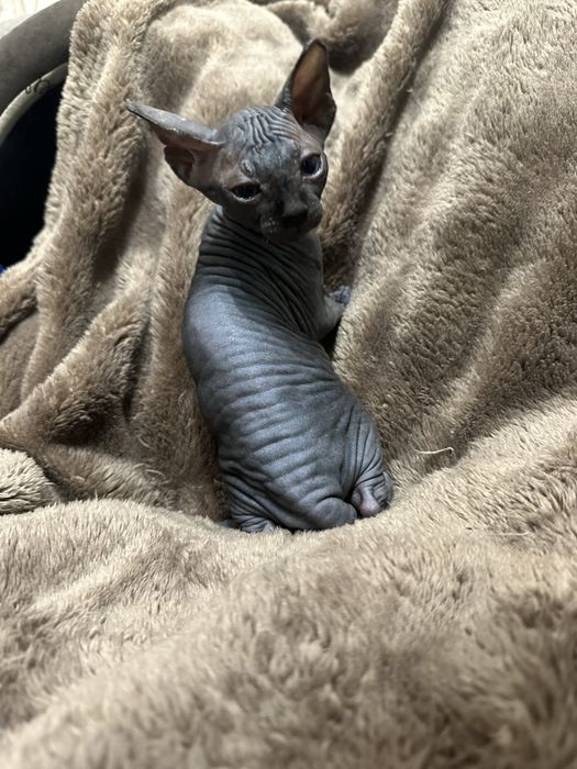 Котик канадський сфінкс