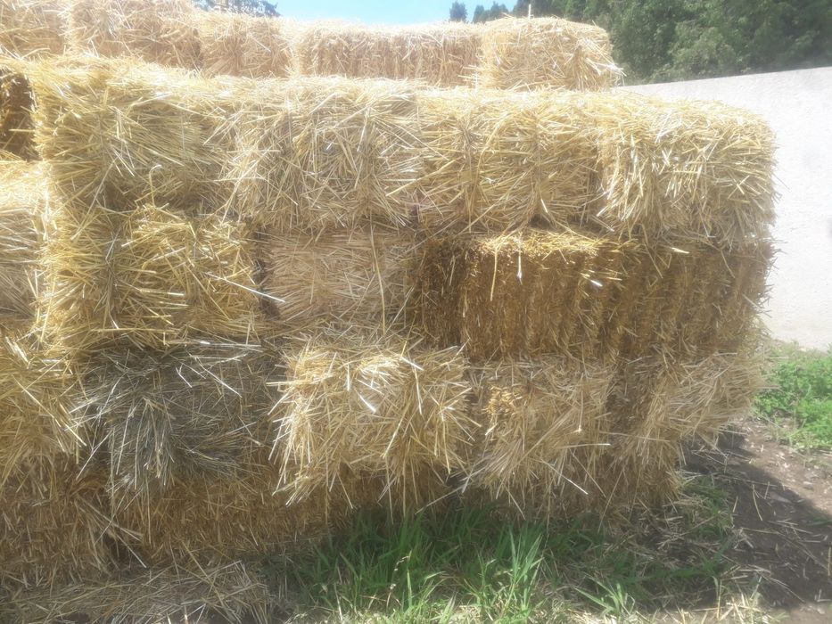 Тюки соломи  пшеничної ячміної декорації