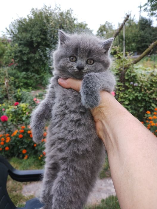 Кошенята Британці короткошерсті