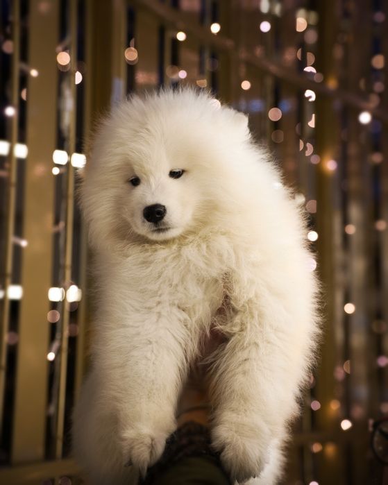 Samoyed szczeniak