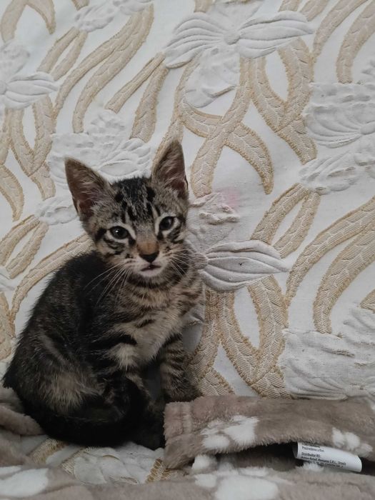 1 gatinho para adoção com 9 semanas