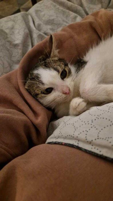 Koci Maluch Tościk do adopcji (dokocenie)