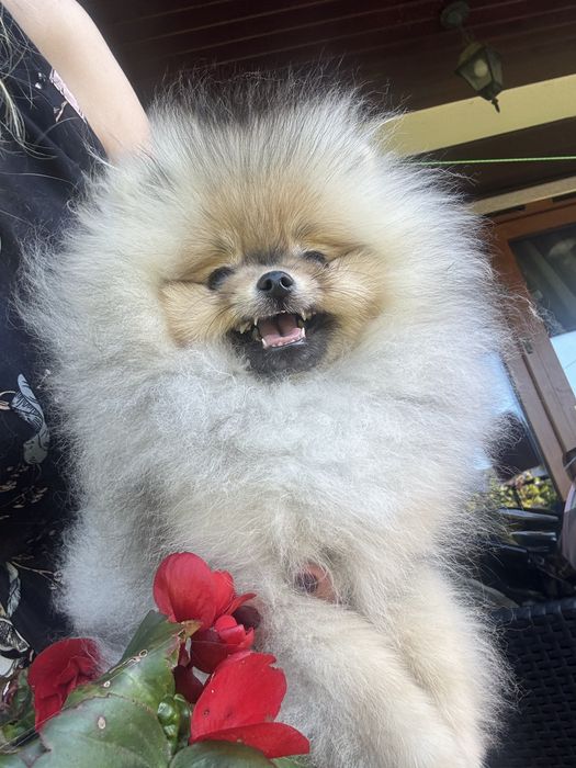 Sprzedam cudną dziewczynkę ZKwP FCI