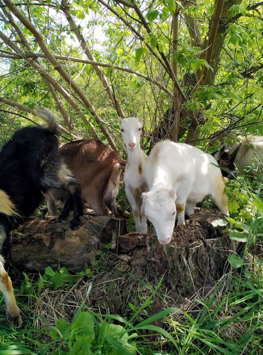 Коза зааненська з домішкою ламанчі та англонубійської крові