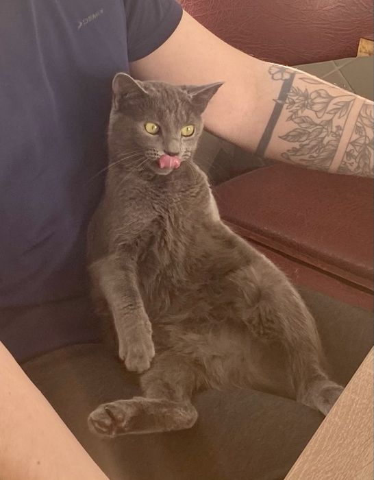 Віддам кошеня в добрі руки 5-6 місяців