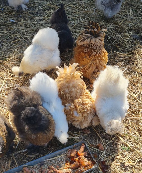 Jajka lęgowe silka jedwabista kolorowe stado  rudy biały kuropatwa