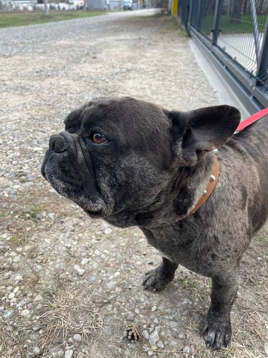 Buldog Francuski, pies Buldoga Francuskiego nie SUKA