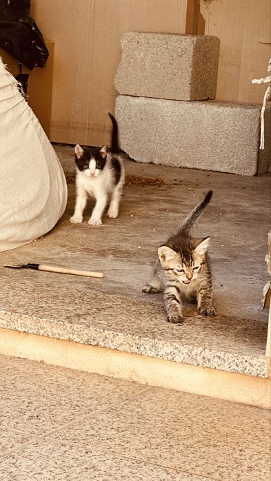 Dá-se gatos para adoção responsável