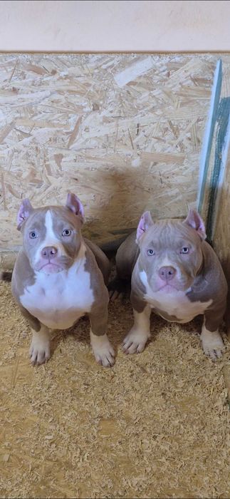 American bully abkc